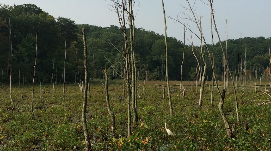 This state park is five minutes from my from door. It was $5 to park, but we pretty much had the whole park to ourselves.
You start out walking on a maintained path through a wooded area, which turns into a swamp and leads to the cliffs and beach. The swamp is my favorite! I love the prehistoric looking plants and the wildlife.
The cliffs are a well-known destination for shark tooth and fossil hunters.
The red trail was a four mile round trip out and back. It was humid in early September, but a wonderful hike!