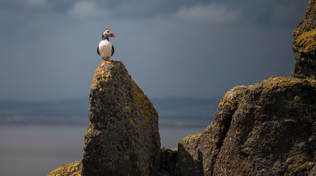 I paid a visit to the amazing Isle of May on Saturday. For anyone who likes seabirds, it is a must. The weather was fantastic and the birds were unbelievable...noisy, smelly and absolutely everywhere. I'm not a birder by any means, but the puffins were great and I gave my jack-of-all trades 28-300 VR a good work-out.