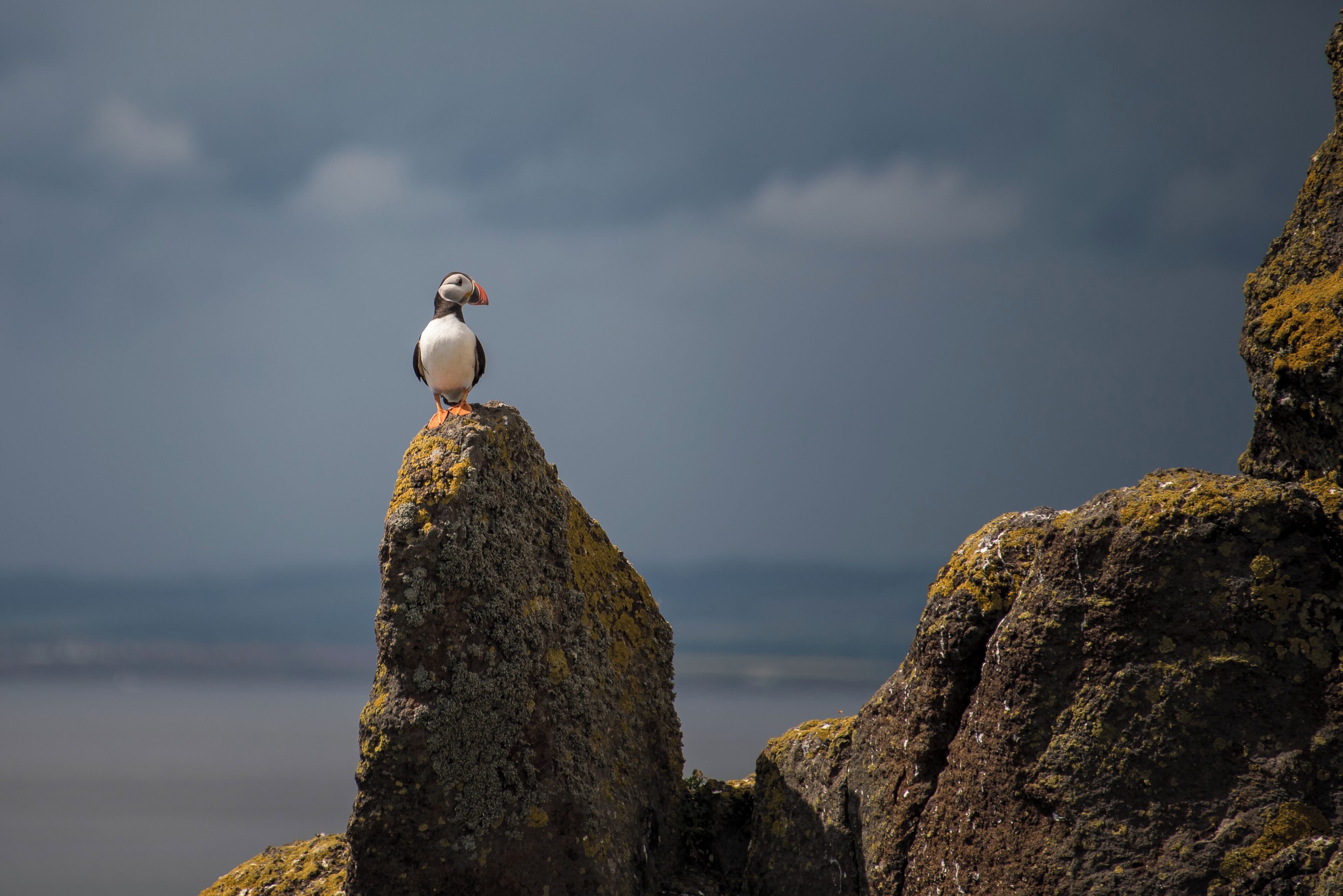 A puffin perched on a rocky cliff with a cloudy sky in the background.