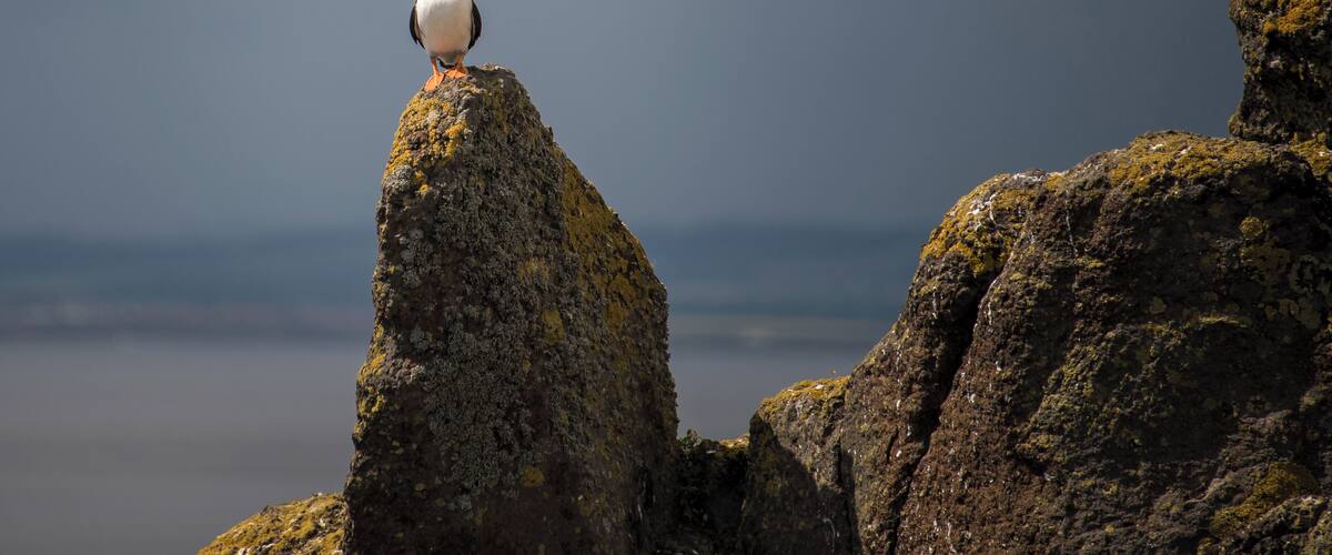 A puffin perched on a rocky cliff with a cloudy sky in the background.