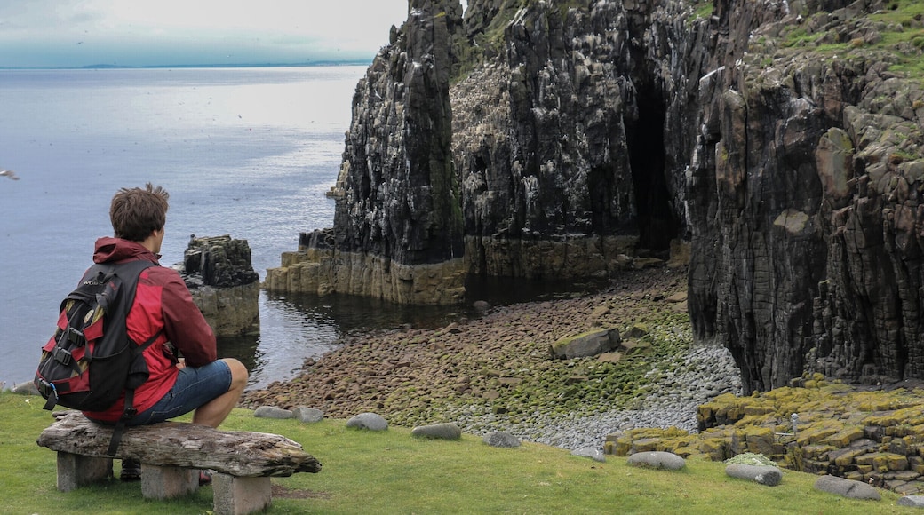 One of Scotland's hidden gems. Towering Cliffs and thousands of Puffins and Birdlife on a remote island. Home to many Seals.
Day trips available from Anstruther, highly recommended