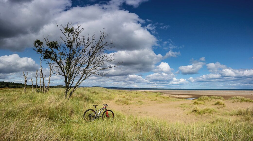 Tentsmuir forest and beach on a sunny morning is a great place to escape to for a walk or a bike ride.