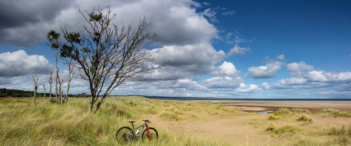 A bicycle parked in a grassy field with a tree and a beach in the background.
