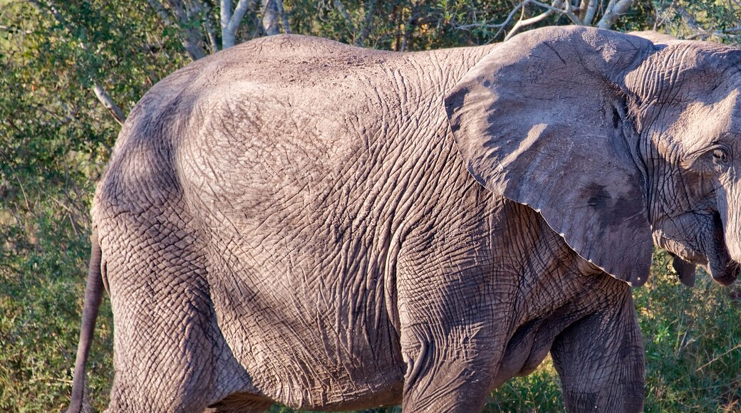 غروبليرسدال