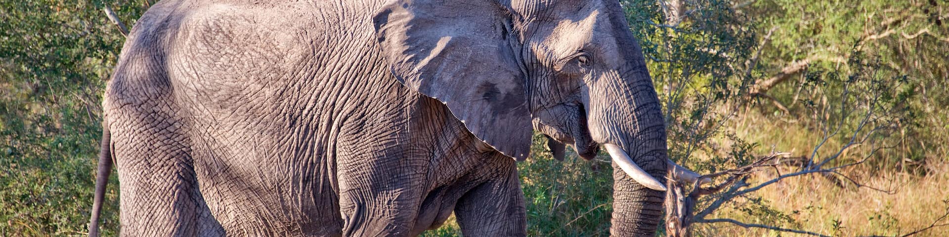 African elephant, South Africa