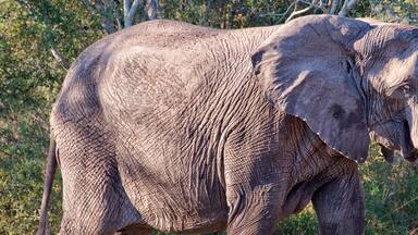 African elephant, South Africa