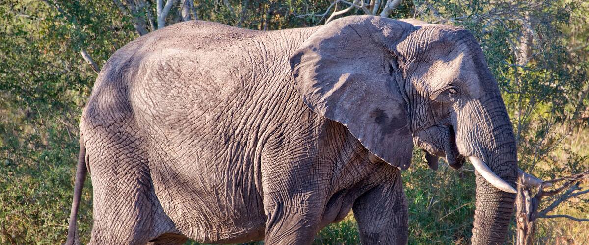 An elephant in a natural setting with trees and dry grass.