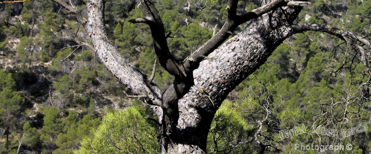 A tree with a thick trunk and multiple branches in a forested area.