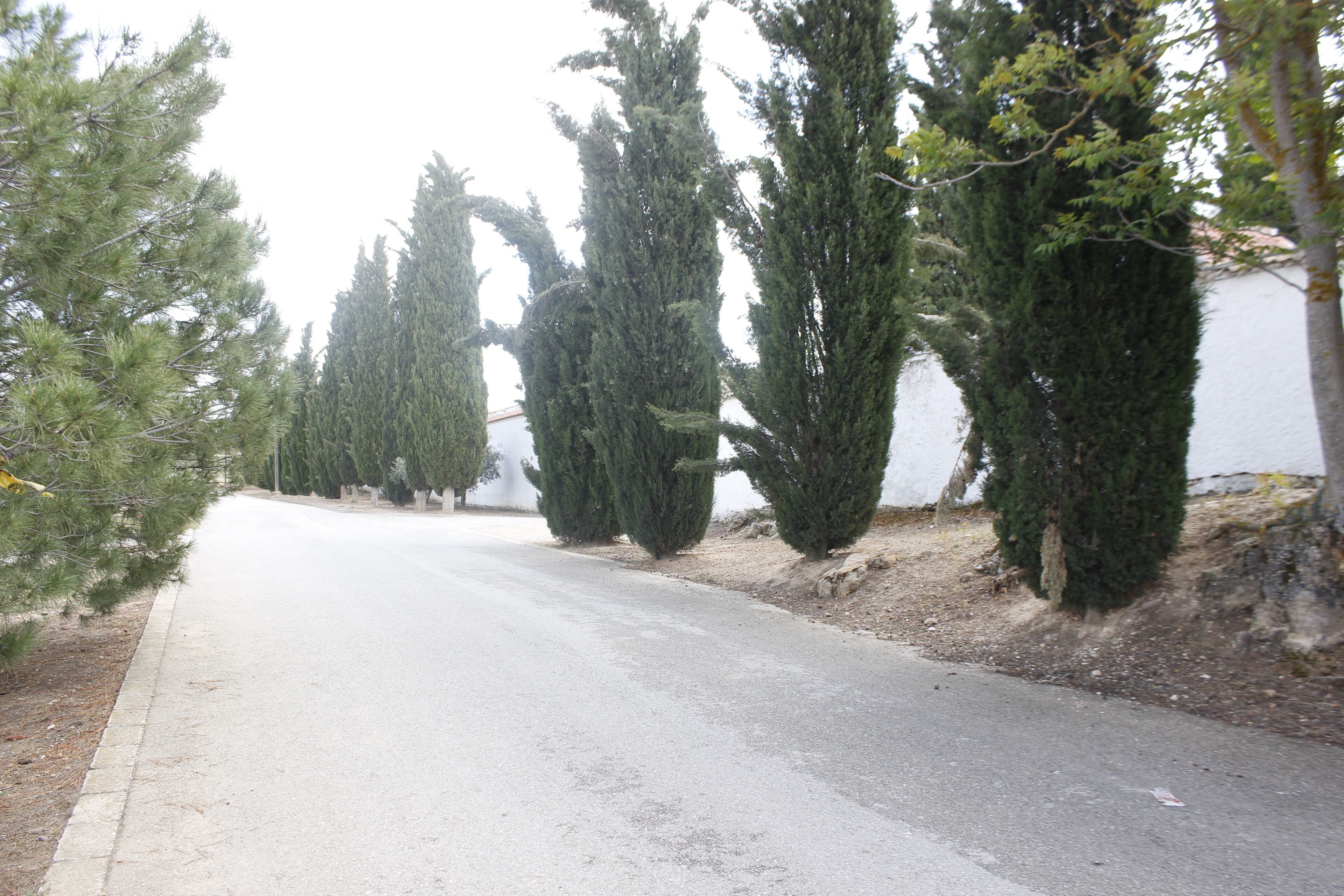 A road flanked by tall cypress trees and a white wall.