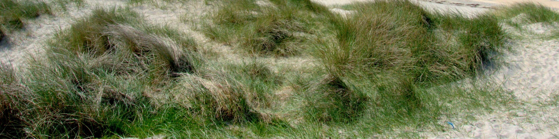 A beach with sand dunes and grassy areas.