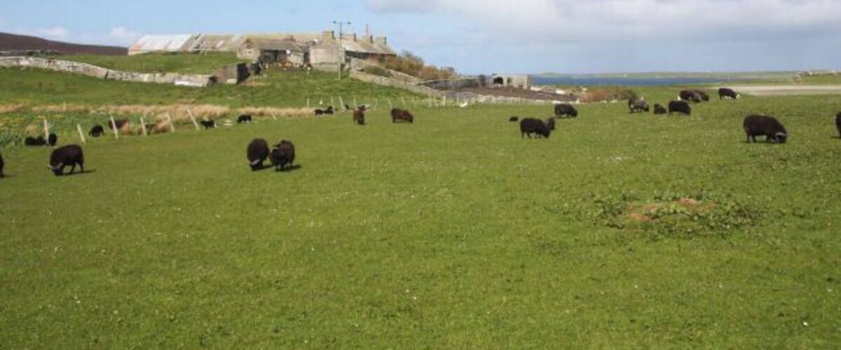 The Bu, Wyre These farm buildings known as 'The Bu' are viewed here from St Mary's Chapel.