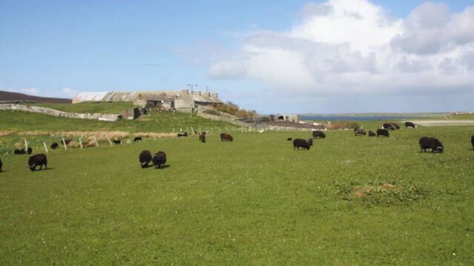 A grassy field with cows grazing, a hill with a building, and a cloudy sky.