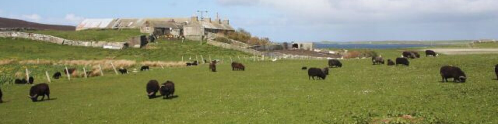 The Bu, Wyre These farm buildings known as 'The Bu' are viewed here from St Mary's Chapel.