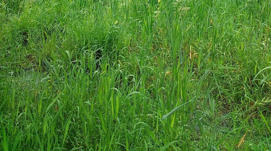 Paysage du parc naturel régional de Brière à Sainte-Reine-De-Bretagne au lieu nommé par les habitants "port de Sainte-Reine-De-Bretagne"