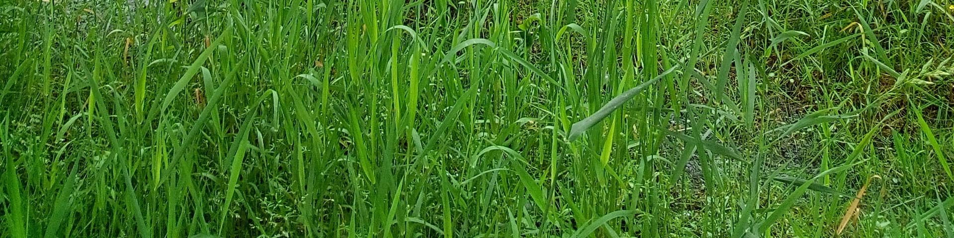 Paysage du parc naturel régional de BriÚre à Sainte-Reine-De-Bretagne au lieu nommé par les habitants "port de Sainte-Reine-De-Bretagne"