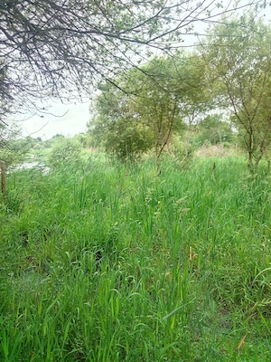 A grassy field with trees and a river in the background.