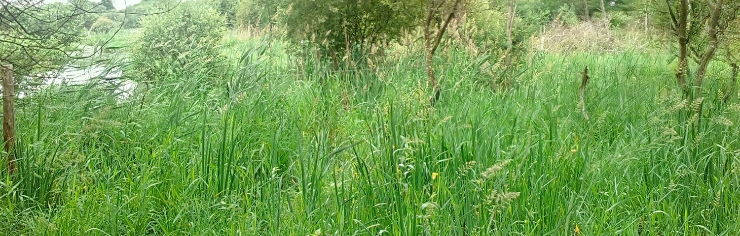 Paysage du parc naturel régional de Brière à Sainte-Reine-De-Bretagne au lieu nommé par les habitants "port de Sainte-Reine-De-Bretagne"