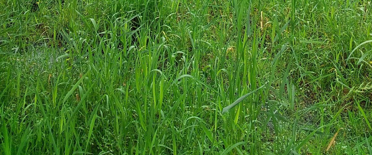 A grassy field with trees and a river in the background.