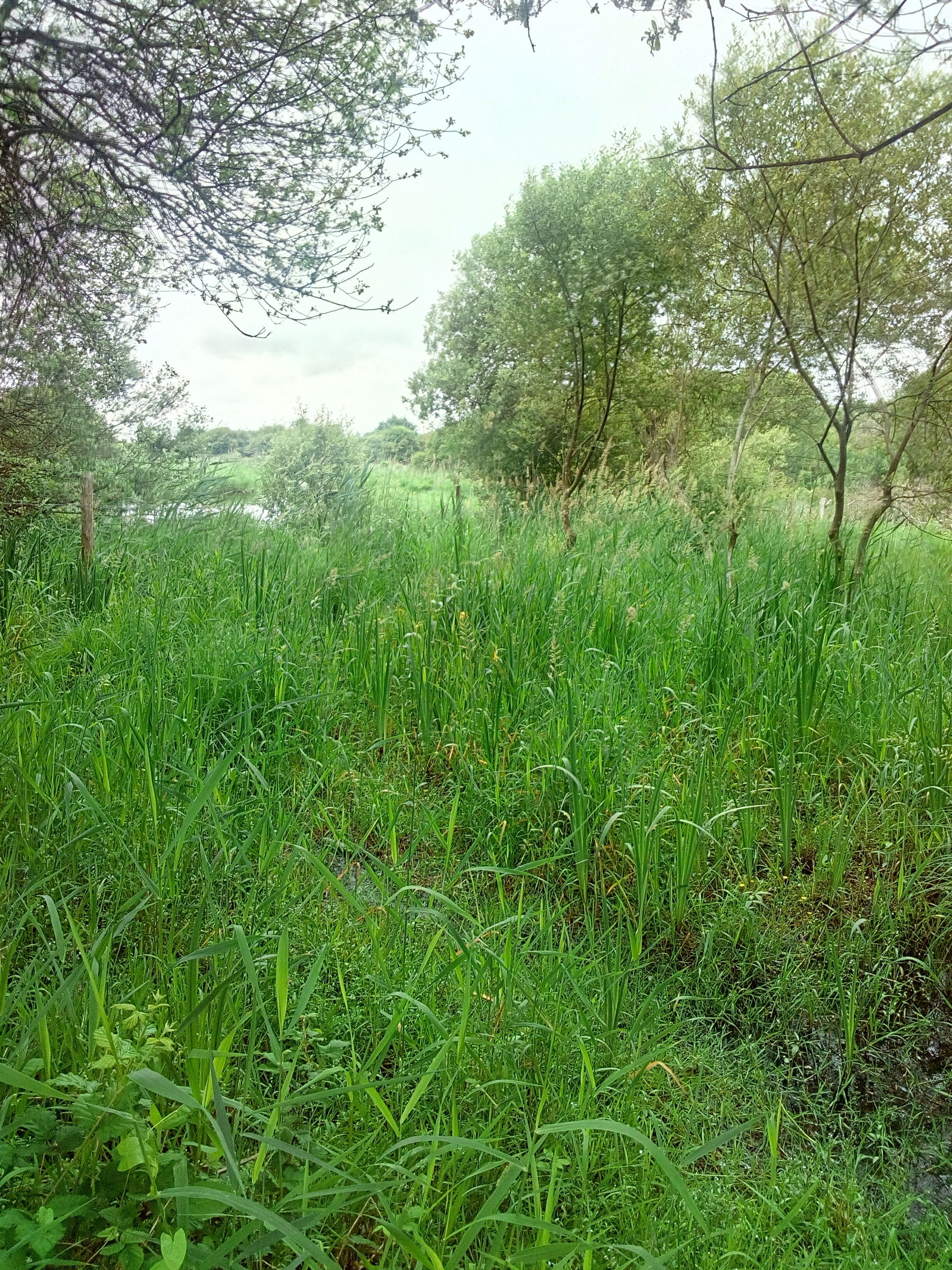 Paysage du parc naturel régional de Brière à Sainte-Reine-De-Bretagne au lieu nommé par les habitants "port de Sainte-Reine-De-Bretagne"
