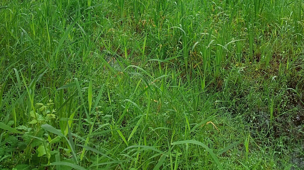 Paysage du parc naturel régional de Brière à Sainte-Reine-De-Bretagne au lieu nommé par les habitants "port de Sainte-Reine-De-Bretagne"