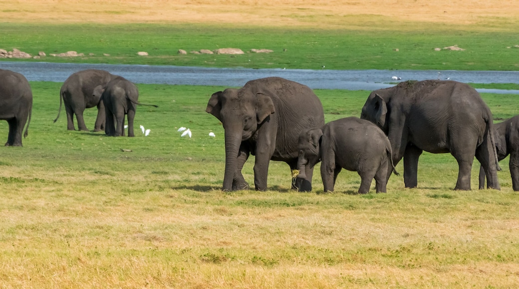Elephants in Minneriya national park in Sri Lanka