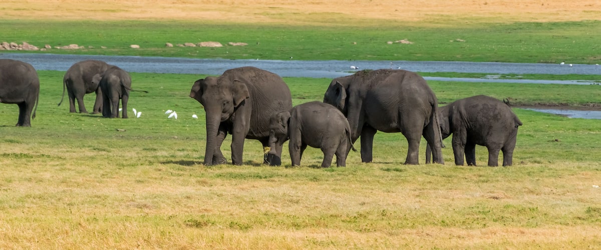 Elephants in Minneriya national park in Sri Lanka