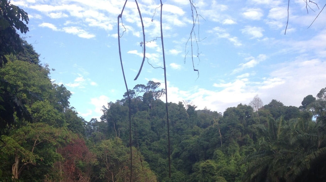 Incredibly beautiful, virtually untouched jungle paradise only one hour from Tangkahn or two hours from Bukit Lawang in North Sumatra. I have seen wild orangutans every time I've visited this amazing place!