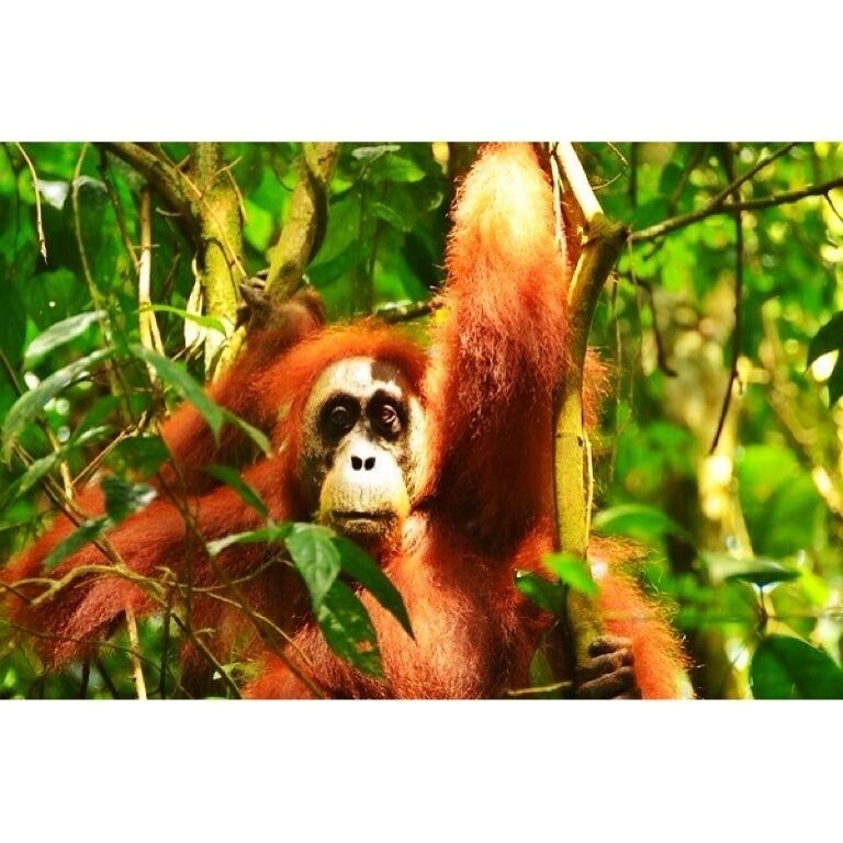 If not the last last place on earth to observe wild orangoutangs than one of them (Bukit Lawang). Beautiful creatures 