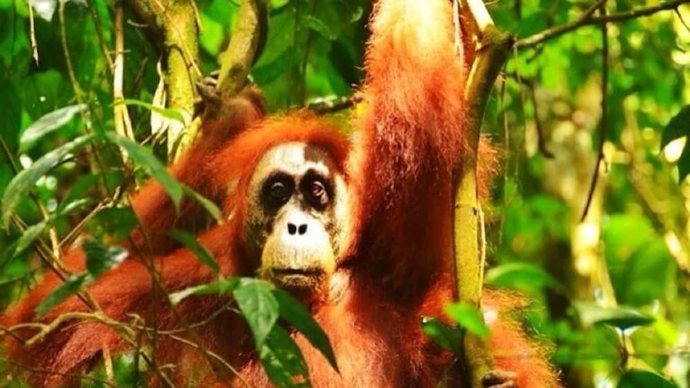If not the last last place on earth to observe wild orangoutangs than one of them (Bukit Lawang). Beautiful creatures