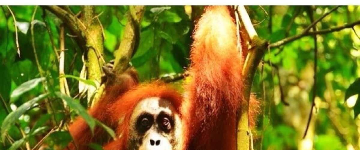 If not the last last place on earth to observe wild orangoutangs than one of them (Bukit Lawang). Beautiful creatures