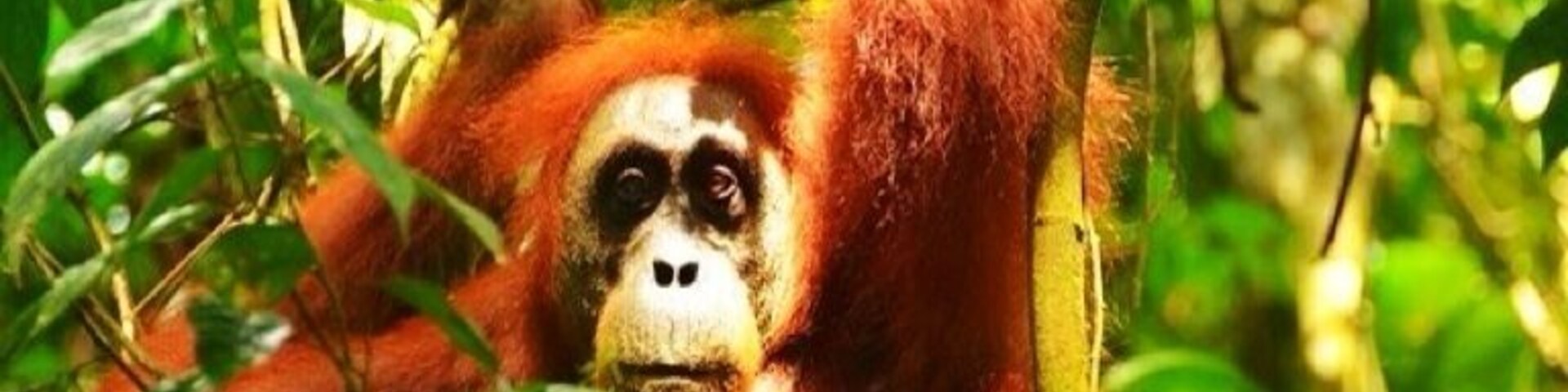 If not the last last place on earth to observe wild orangoutangs than one of them (Bukit Lawang). Beautiful creatures