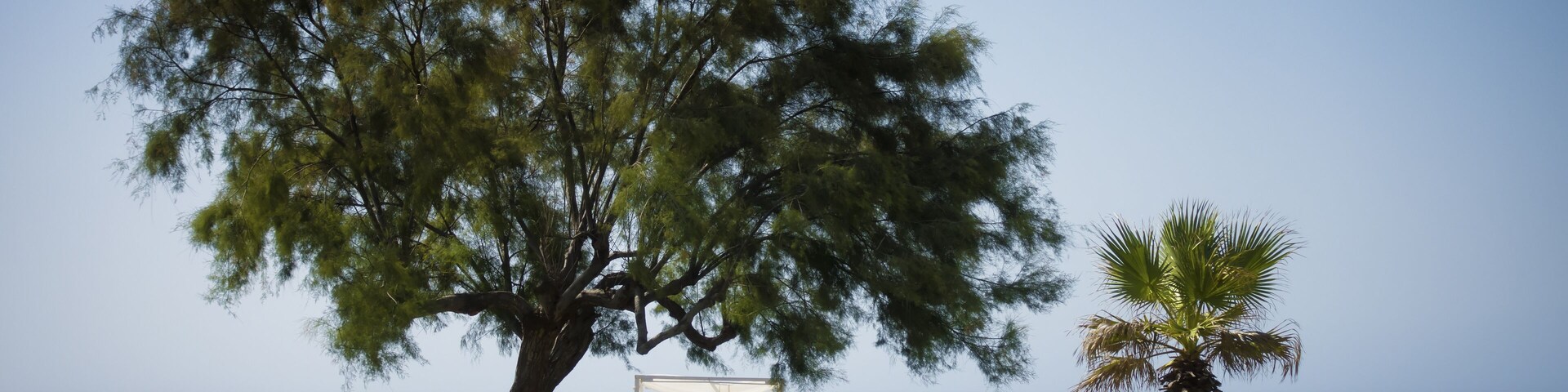 Una playa con un gran árbol, una palmera y un pabellón blanco.