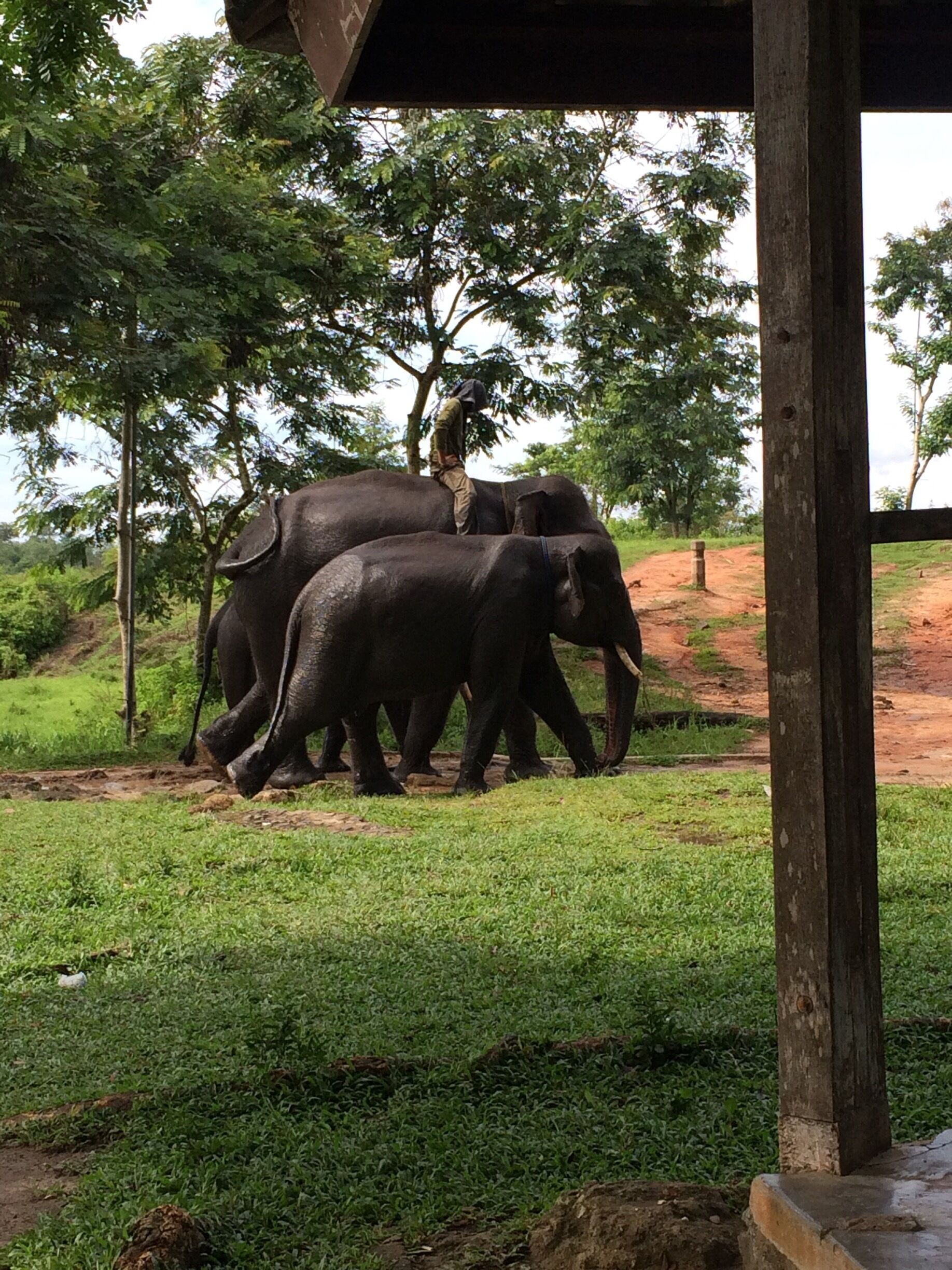 Way Kambas National Park located in the Eastern of Lampung Province. U need 3 hours drive to get here from the downtown of Lampung City.
Here they offer you to become closer with the Elephants.