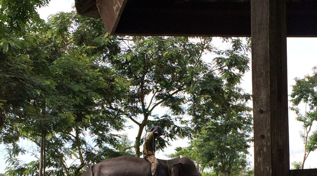 Way Kambas National Park located in the Eastern of Lampung Province. U need 3 hours drive to get here from the downtown of Lampung City.
Here they offer you to become closer with the Elephants.