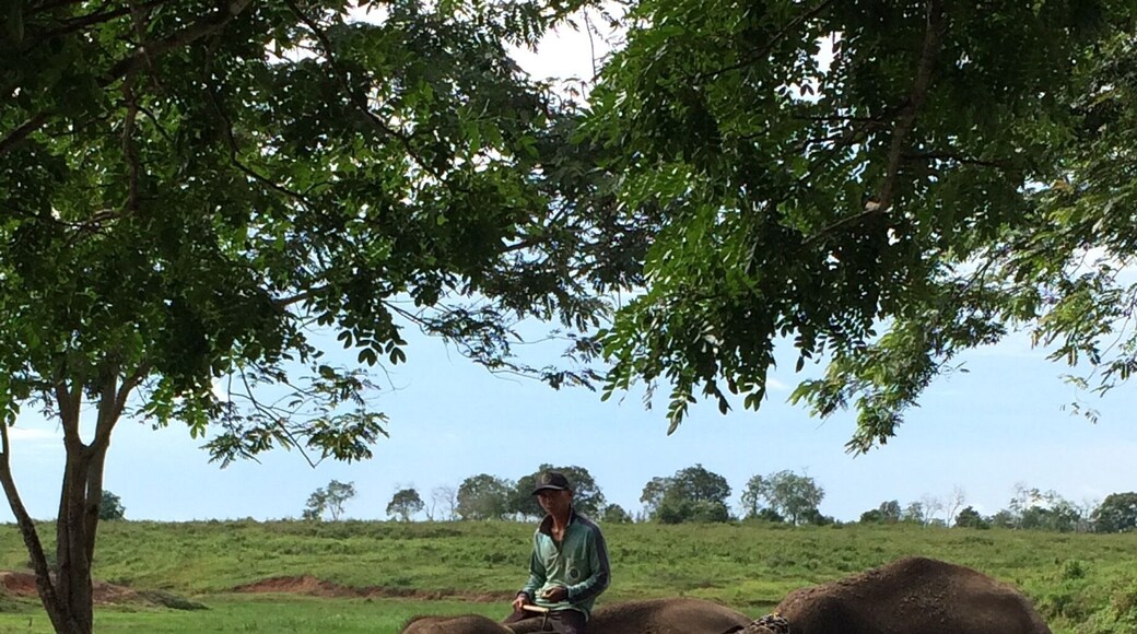One of the biggest Sumatran Elephants conservation in Indonesia. Located in the Eastern Lampung.