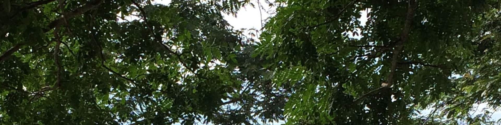 One of the biggest Sumatran Elephants conservation in Indonesia. Located in the Eastern Lampung.