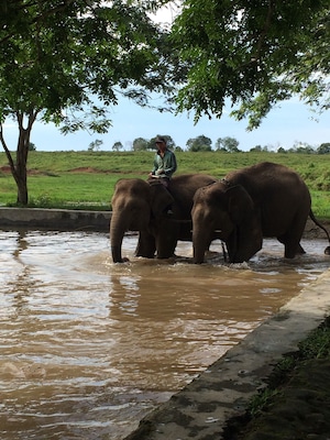 One of the biggest Sumatran Elephants conservation in Indonesia. Located in the Eastern Lampung.