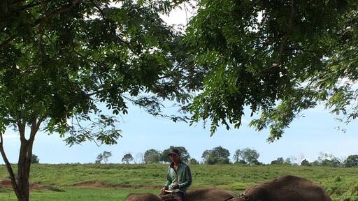 One of the biggest Sumatran Elephants conservation in Indonesia. Located in the Eastern Lampung.