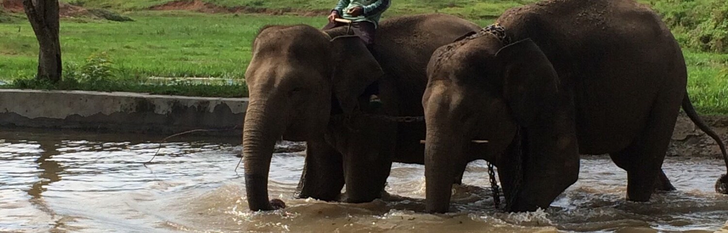 One of the biggest Sumatran Elephants conservation in Indonesia. Located in the Eastern Lampung.