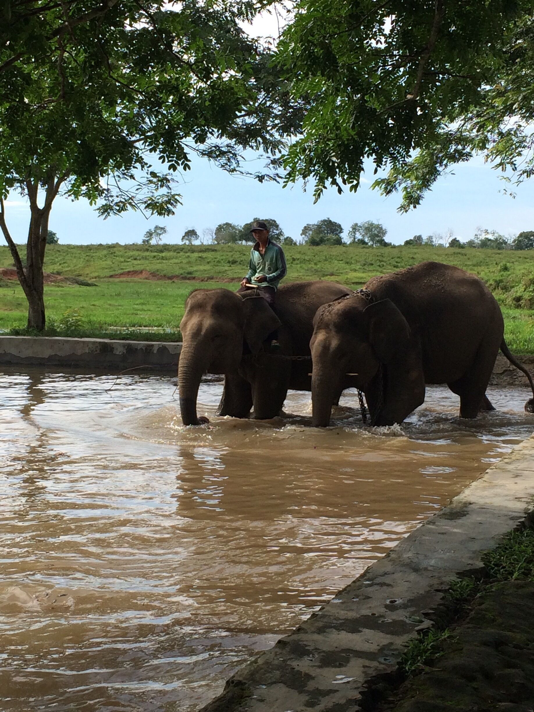 A person riding an elephant through a shallow water body, surrounded by greenery and trees.
