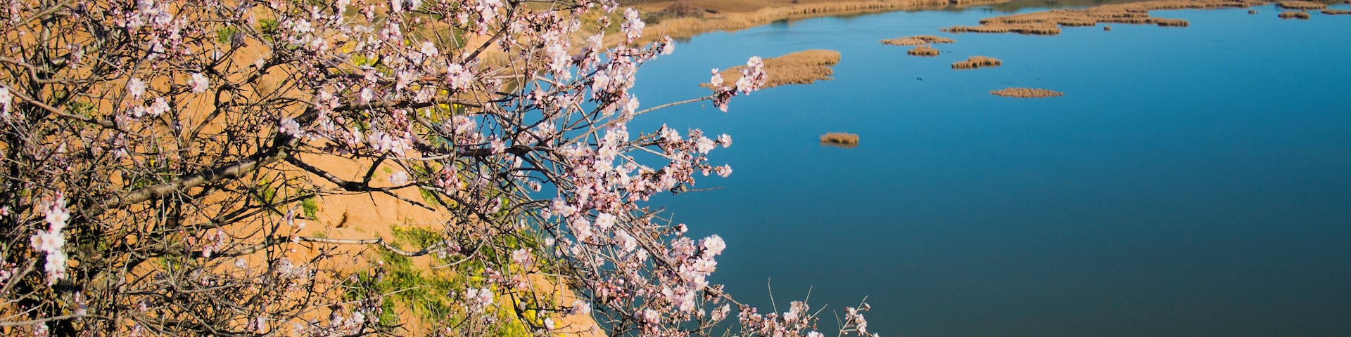 A coastal landscape with a body of water, sandy cliffs, and flowering trees.