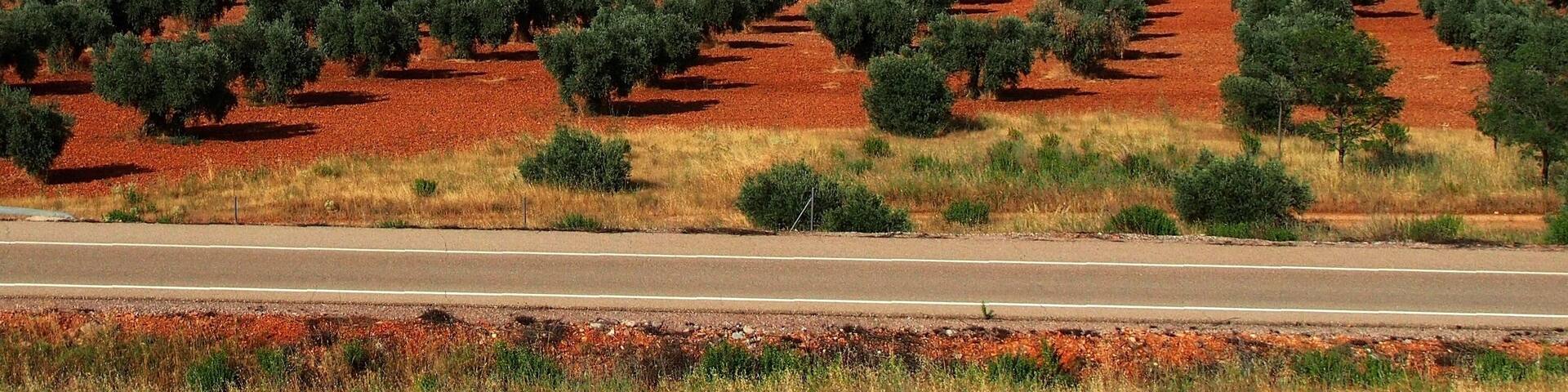 Olive Trees - 2013.07
