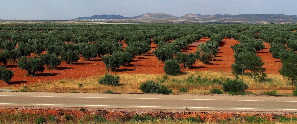 An olive grove with rows of trees and a road in the foreground.