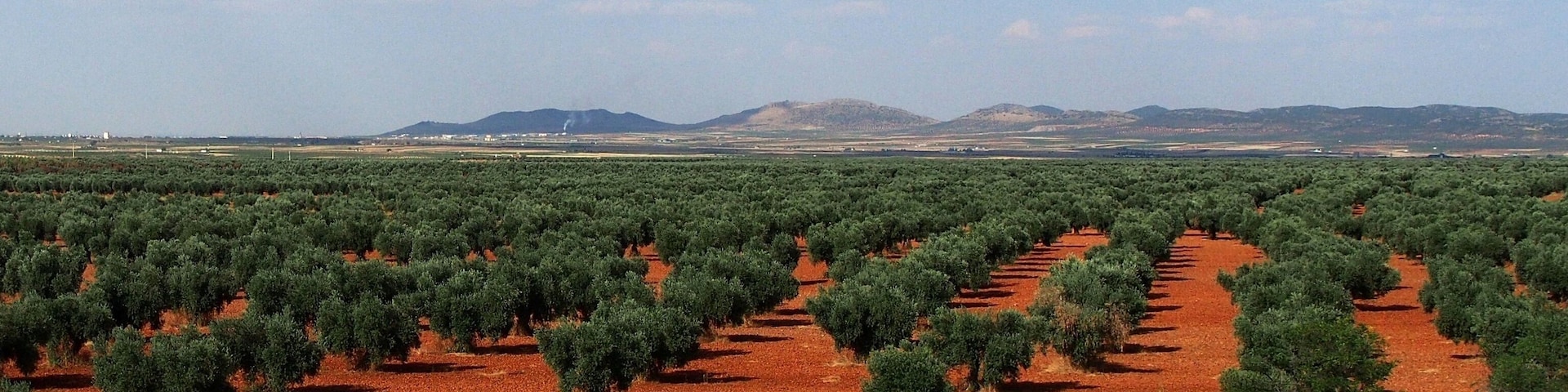 An olive grove with rows of trees and a road in the foreground.