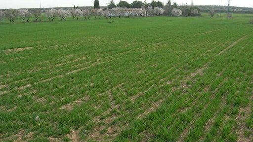 Campos de cultivo de cereal
