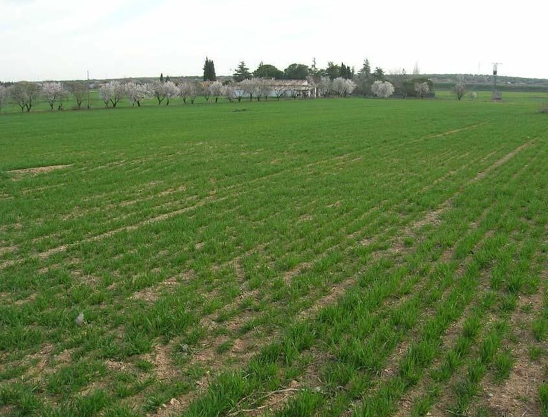 A green field with rows of crops, trees in the background, and a clear sky.