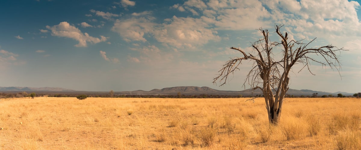 A dry grassland with a single leafless tree and distant mountains under a partly cloudy sky.