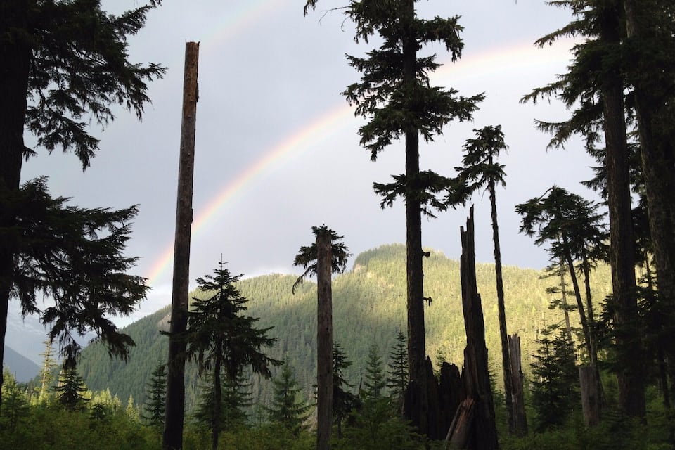 Een bos met hoge bomen en een regenboog aan de lucht.