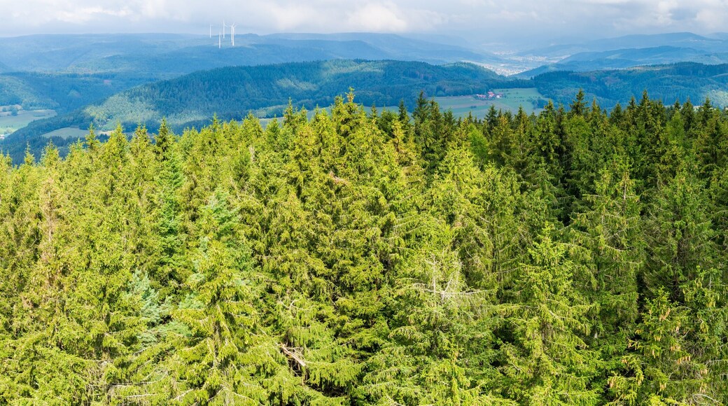 Germany, XXL panorama of green fir tree tops in black forest nat
