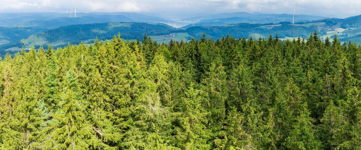 A dense forest with a distant view of wind turbines and rolling hills.